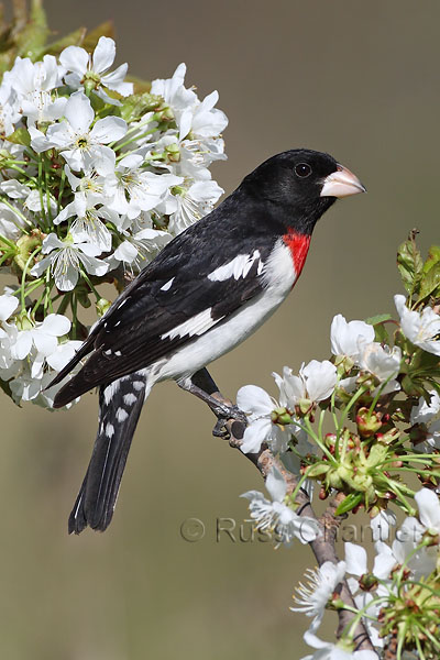 Rose-breasted Grosbeak © Russ Chantler